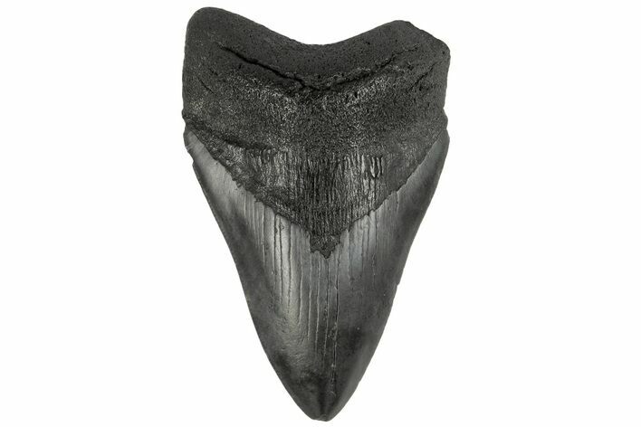 Fossil Megalodon Tooth - South Carolina #186058